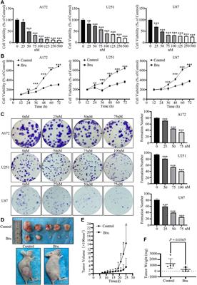 Brusatol Inhibits Proliferation and Invasion of Glioblastoma by Down-Regulating the Expression of ECM1